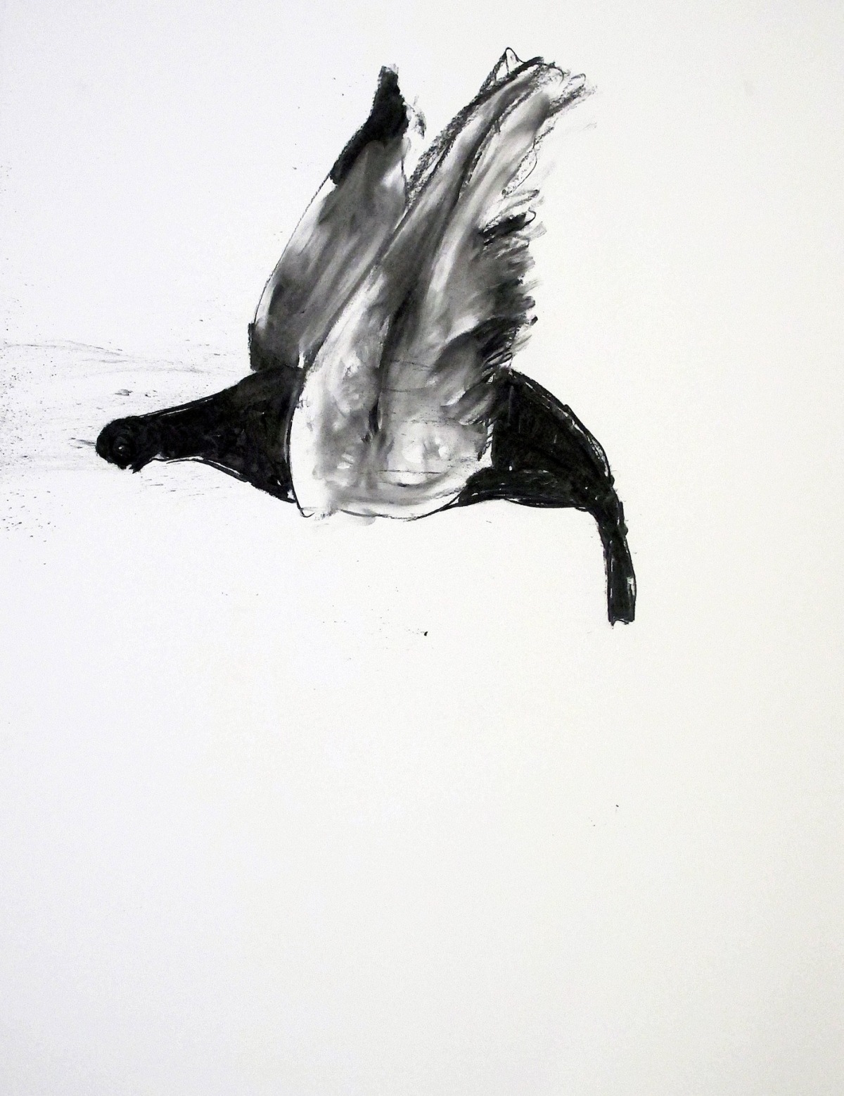 pigeon-2