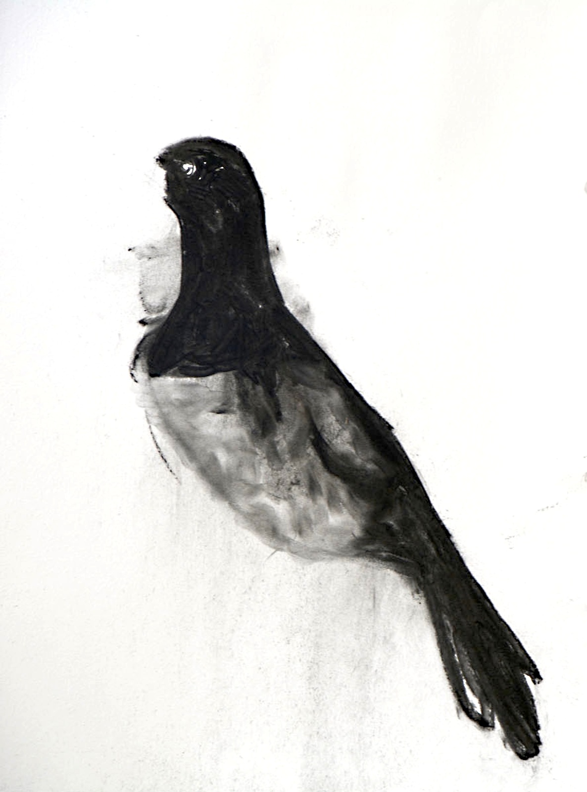 pigeon